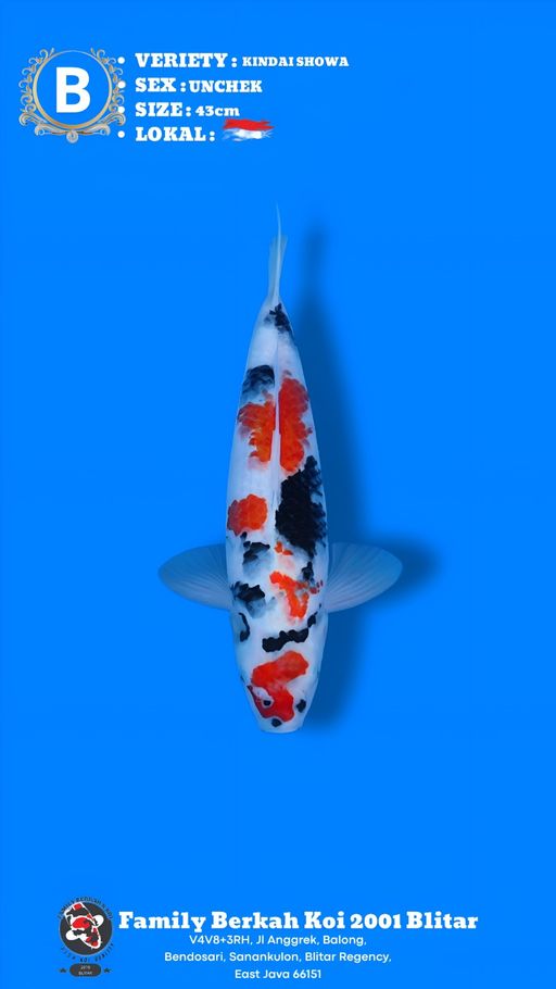 Lelang Koi Online, Jual Beli Ikan Koi, Pusat Jual Beli Koi, Info Lelang Koi Hari Ini, Platform Jual Beli Koi, Jual Beli Ikan Koi Online, Marketplace Ikan Koi, Jual Koi Terbaik, Tempat Beli Koi Berkualitas, Pasar Ikan Koi Online Terpercaya, Penjual Ikan Koi Terpercaya, Beli Koi Hias Online, Ikan Koi untuk Dijual, Koi Kualitas Terbaik, Toko Online Ikan Koi, Koi Hias Untuk Dijual, Jual Beli Ikan Koi Lokal, Koi Indonesia Online, Pusat Jual Beli Koi Terbesar