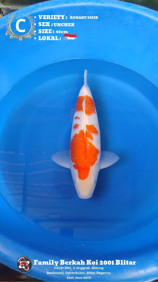 Lelang Koi Online, Jual Beli Ikan Koi, Pusat Jual Beli Koi, Info Lelang Koi Hari Ini, Platform Jual Beli Koi, Jual Beli Ikan Koi Online, Marketplace Ikan Koi, Jual Koi Terbaik, Tempat Beli Koi Berkualitas, Pasar Ikan Koi Online Terpercaya, Penjual Ikan Koi Terpercaya, Beli Koi Hias Online, Ikan Koi untuk Dijual, Koi Kualitas Terbaik, Toko Online Ikan Koi, Koi Hias Untuk Dijual, Jual Beli Ikan Koi Lokal, Koi Indonesia Online, Pusat Jual Beli Koi Terbesar
