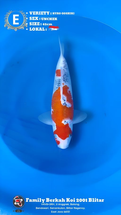 Lelang Koi Online, Jual Beli Ikan Koi, Pusat Jual Beli Koi, Info Lelang Koi Hari Ini, Platform Jual Beli Koi, Jual Beli Ikan Koi Online, Marketplace Ikan Koi, Jual Koi Terbaik, Tempat Beli Koi Berkualitas, Pasar Ikan Koi Online Terpercaya, Penjual Ikan Koi Terpercaya, Beli Koi Hias Online, Ikan Koi untuk Dijual, Koi Kualitas Terbaik, Toko Online Ikan Koi, Koi Hias Untuk Dijual, Jual Beli Ikan Koi Lokal, Koi Indonesia Online, Pusat Jual Beli Koi Terbesar