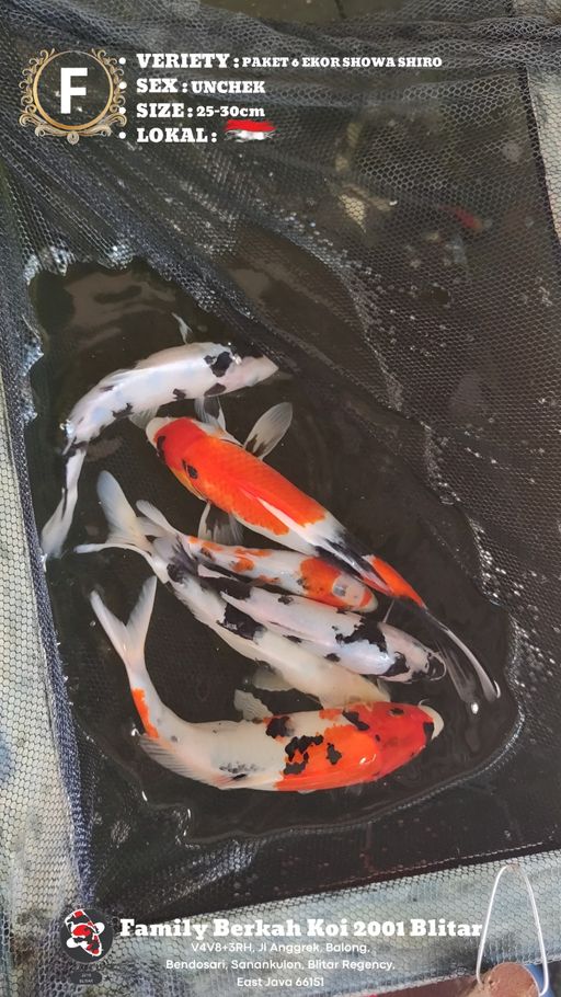Lelang Koi Online, Jual Beli Ikan Koi, Pusat Jual Beli Koi, Info Lelang Koi Hari Ini, Platform Jual Beli Koi, Jual Beli Ikan Koi Online, Marketplace Ikan Koi, Jual Koi Terbaik, Tempat Beli Koi Berkualitas, Pasar Ikan Koi Online Terpercaya, Penjual Ikan Koi Terpercaya, Beli Koi Hias Online, Ikan Koi untuk Dijual, Koi Kualitas Terbaik, Toko Online Ikan Koi, Koi Hias Untuk Dijual, Jual Beli Ikan Koi Lokal, Koi Indonesia Online, Pusat Jual Beli Koi Terbesar