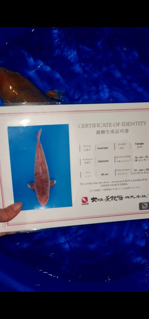 Lelang Koi Online, Jual Beli Ikan Koi, Pusat Jual Beli Koi, Info Lelang Koi Hari Ini, Platform Jual Beli Koi, Jual Beli Ikan Koi Online, Marketplace Ikan Koi, Jual Koi Terbaik, Tempat Beli Koi Berkualitas, Pasar Ikan Koi Online Terpercaya, Penjual Ikan Koi Terpercaya, Beli Koi Hias Online, Ikan Koi untuk Dijual, Koi Kualitas Terbaik, Toko Online Ikan Koi, Koi Hias Untuk Dijual, Jual Beli Ikan Koi Lokal, Koi Indonesia Online, Pusat Jual Beli Koi Terbesar