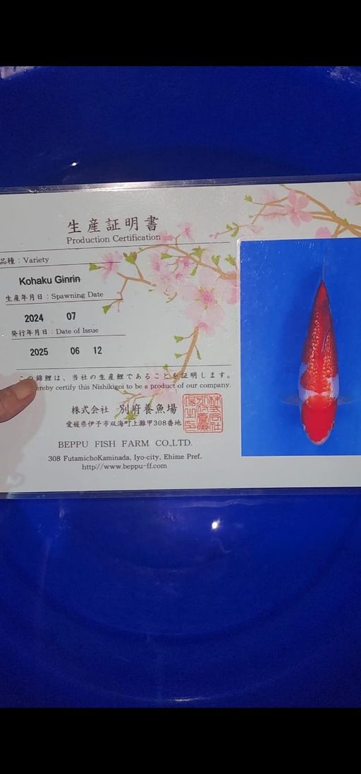 Lelang Koi Online, Jual Beli Ikan Koi, Pusat Jual Beli Koi, Info Lelang Koi Hari Ini, Platform Jual Beli Koi, Jual Beli Ikan Koi Online, Marketplace Ikan Koi, Jual Koi Terbaik, Tempat Beli Koi Berkualitas, Pasar Ikan Koi Online Terpercaya, Penjual Ikan Koi Terpercaya, Beli Koi Hias Online, Ikan Koi untuk Dijual, Koi Kualitas Terbaik, Toko Online Ikan Koi, Koi Hias Untuk Dijual, Jual Beli Ikan Koi Lokal, Koi Indonesia Online, Pusat Jual Beli Koi Terbesar