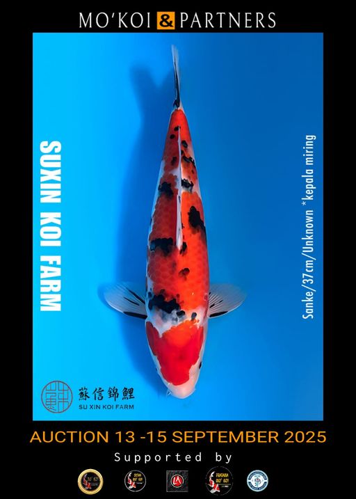 Lelang Koi Online, Jual Beli Ikan Koi, Pusat Jual Beli Koi, Info Lelang Koi Hari Ini, Platform Jual Beli Koi, Jual Beli Ikan Koi Online, Marketplace Ikan Koi, Jual Koi Terbaik, Tempat Beli Koi Berkualitas, Pasar Ikan Koi Online Terpercaya, Penjual Ikan Koi Terpercaya, Beli Koi Hias Online, Ikan Koi untuk Dijual, Koi Kualitas Terbaik, Toko Online Ikan Koi, Koi Hias Untuk Dijual, Jual Beli Ikan Koi Lokal, Koi Indonesia Online, Pusat Jual Beli Koi Terbesar