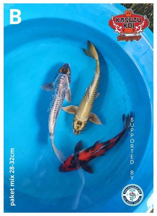 Lelang Koi Online, Jual Beli Ikan Koi, Pusat Jual Beli Koi, Info Lelang Koi Hari Ini, Platform Jual Beli Koi, Jual Beli Ikan Koi Online, Marketplace Ikan Koi, Jual Koi Terbaik, Tempat Beli Koi Berkualitas, Pasar Ikan Koi Online Terpercaya, Penjual Ikan Koi Terpercaya, Beli Koi Hias Online, Ikan Koi untuk Dijual, Koi Kualitas Terbaik, Toko Online Ikan Koi, Koi Hias Untuk Dijual, Jual Beli Ikan Koi Lokal, Koi Indonesia Online, Pusat Jual Beli Koi Terbesar