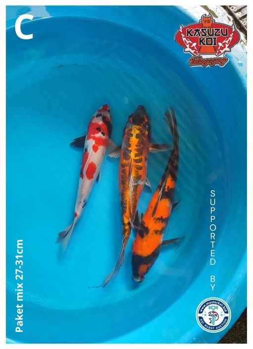Lelang Koi Online, Jual Beli Ikan Koi, Pusat Jual Beli Koi, Info Lelang Koi Hari Ini, Platform Jual Beli Koi, Jual Beli Ikan Koi Online, Marketplace Ikan Koi, Jual Koi Terbaik, Tempat Beli Koi Berkualitas, Pasar Ikan Koi Online Terpercaya, Penjual Ikan Koi Terpercaya, Beli Koi Hias Online, Ikan Koi untuk Dijual, Koi Kualitas Terbaik, Toko Online Ikan Koi, Koi Hias Untuk Dijual, Jual Beli Ikan Koi Lokal, Koi Indonesia Online, Pusat Jual Beli Koi Terbesar