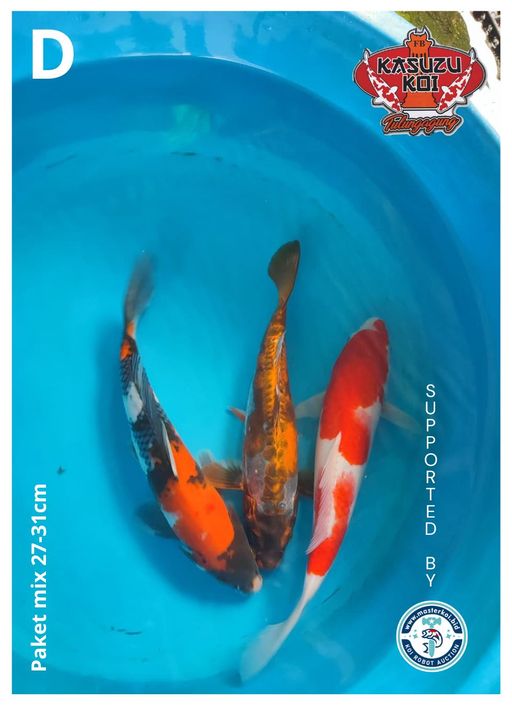 Lelang Koi Online, Jual Beli Ikan Koi, Pusat Jual Beli Koi, Info Lelang Koi Hari Ini, Platform Jual Beli Koi, Jual Beli Ikan Koi Online, Marketplace Ikan Koi, Jual Koi Terbaik, Tempat Beli Koi Berkualitas, Pasar Ikan Koi Online Terpercaya, Penjual Ikan Koi Terpercaya, Beli Koi Hias Online, Ikan Koi untuk Dijual, Koi Kualitas Terbaik, Toko Online Ikan Koi, Koi Hias Untuk Dijual, Jual Beli Ikan Koi Lokal, Koi Indonesia Online, Pusat Jual Beli Koi Terbesar