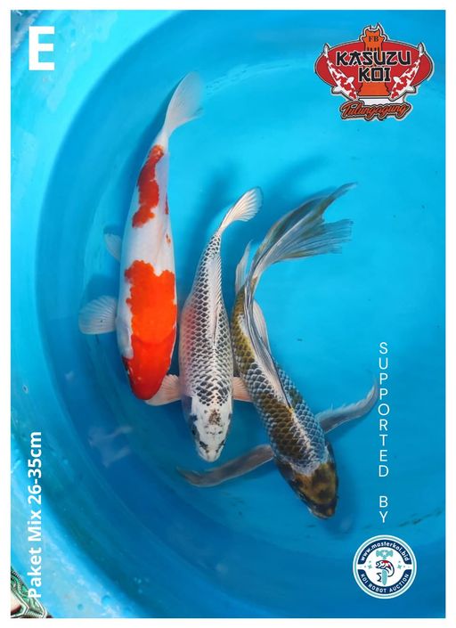 Lelang Koi Online, Jual Beli Ikan Koi, Pusat Jual Beli Koi, Info Lelang Koi Hari Ini, Platform Jual Beli Koi, Jual Beli Ikan Koi Online, Marketplace Ikan Koi, Jual Koi Terbaik, Tempat Beli Koi Berkualitas, Pasar Ikan Koi Online Terpercaya, Penjual Ikan Koi Terpercaya, Beli Koi Hias Online, Ikan Koi untuk Dijual, Koi Kualitas Terbaik, Toko Online Ikan Koi, Koi Hias Untuk Dijual, Jual Beli Ikan Koi Lokal, Koi Indonesia Online, Pusat Jual Beli Koi Terbesar