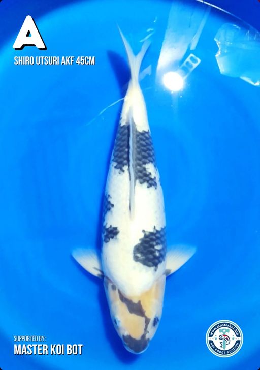 Lelang Koi Online, Jual Beli Ikan Koi, Pusat Jual Beli Koi, Info Lelang Koi Hari Ini, Platform Jual Beli Koi, Jual Beli Ikan Koi Online, Marketplace Ikan Koi, Jual Koi Terbaik, Tempat Beli Koi Berkualitas, Pasar Ikan Koi Online Terpercaya, Penjual Ikan Koi Terpercaya, Beli Koi Hias Online, Ikan Koi untuk Dijual, Koi Kualitas Terbaik, Toko Online Ikan Koi, Koi Hias Untuk Dijual, Jual Beli Ikan Koi Lokal, Koi Indonesia Online, Pusat Jual Beli Koi Terbesar