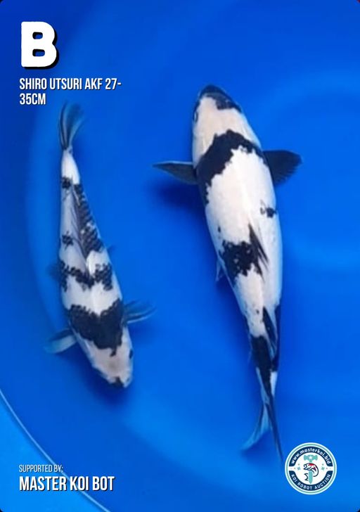Lelang Koi Online, Jual Beli Ikan Koi, Pusat Jual Beli Koi, Info Lelang Koi Hari Ini, Platform Jual Beli Koi, Jual Beli Ikan Koi Online, Marketplace Ikan Koi, Jual Koi Terbaik, Tempat Beli Koi Berkualitas, Pasar Ikan Koi Online Terpercaya, Penjual Ikan Koi Terpercaya, Beli Koi Hias Online, Ikan Koi untuk Dijual, Koi Kualitas Terbaik, Toko Online Ikan Koi, Koi Hias Untuk Dijual, Jual Beli Ikan Koi Lokal, Koi Indonesia Online, Pusat Jual Beli Koi Terbesar