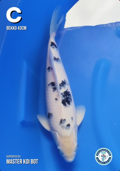 Lelang Koi Online, Jual Beli Ikan Koi, Pusat Jual Beli Koi, Info Lelang Koi Hari Ini, Platform Jual Beli Koi, Jual Beli Ikan Koi Online, Marketplace Ikan Koi, Jual Koi Terbaik, Tempat Beli Koi Berkualitas, Pasar Ikan Koi Online Terpercaya, Penjual Ikan Koi Terpercaya, Beli Koi Hias Online, Ikan Koi untuk Dijual, Koi Kualitas Terbaik, Toko Online Ikan Koi, Koi Hias Untuk Dijual, Jual Beli Ikan Koi Lokal, Koi Indonesia Online, Pusat Jual Beli Koi Terbesar