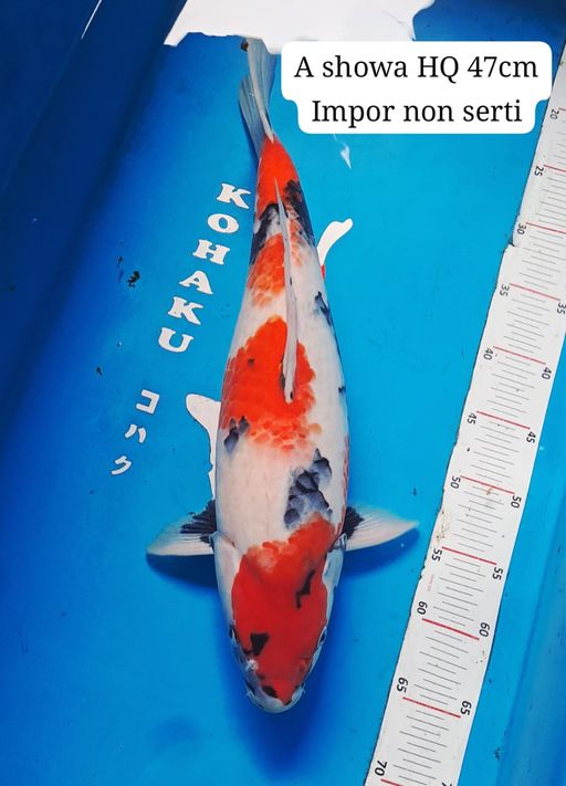 Lelang Koi Online, Jual Beli Ikan Koi, Pusat Jual Beli Koi, Info Lelang Koi Hari Ini, Platform Jual Beli Koi, Jual Beli Ikan Koi Online, Marketplace Ikan Koi, Jual Koi Terbaik, Tempat Beli Koi Berkualitas, Pasar Ikan Koi Online Terpercaya, Penjual Ikan Koi Terpercaya, Beli Koi Hias Online, Ikan Koi untuk Dijual, Koi Kualitas Terbaik, Toko Online Ikan Koi, Koi Hias Untuk Dijual, Jual Beli Ikan Koi Lokal, Koi Indonesia Online, Pusat Jual Beli Koi Terbesar
