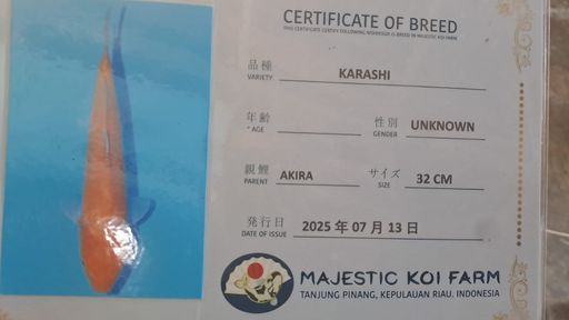 Lelang Koi Online, Jual Beli Ikan Koi, Pusat Jual Beli Koi, Info Lelang Koi Hari Ini, Platform Jual Beli Koi, Jual Beli Ikan Koi Online, Marketplace Ikan Koi, Jual Koi Terbaik, Tempat Beli Koi Berkualitas, Pasar Ikan Koi Online Terpercaya, Penjual Ikan Koi Terpercaya, Beli Koi Hias Online, Ikan Koi untuk Dijual, Koi Kualitas Terbaik, Toko Online Ikan Koi, Koi Hias Untuk Dijual, Jual Beli Ikan Koi Lokal, Koi Indonesia Online, Pusat Jual Beli Koi Terbesar