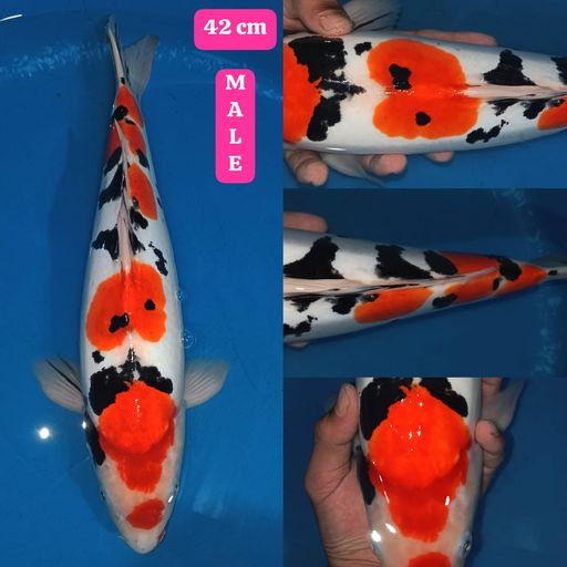 Lelang Koi Online, Jual Beli Ikan Koi, Pusat Jual Beli Koi, Info Lelang Koi Hari Ini, Platform Jual Beli Koi, Jual Beli Ikan Koi Online, Marketplace Ikan Koi, Jual Koi Terbaik, Tempat Beli Koi Berkualitas, Pasar Ikan Koi Online Terpercaya, Penjual Ikan Koi Terpercaya, Beli Koi Hias Online, Ikan Koi untuk Dijual, Koi Kualitas Terbaik, Toko Online Ikan Koi, Koi Hias Untuk Dijual, Jual Beli Ikan Koi Lokal, Koi Indonesia Online, Pusat Jual Beli Koi Terbesar