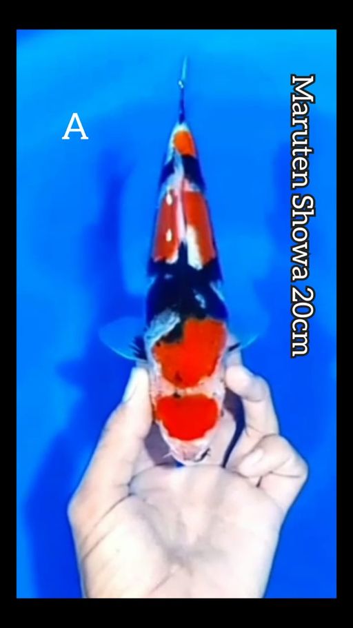 Lelang Koi Online, Jual Beli Ikan Koi, Pusat Jual Beli Koi, Info Lelang Koi Hari Ini, Platform Jual Beli Koi, Jual Beli Ikan Koi Online, Marketplace Ikan Koi, Jual Koi Terbaik, Tempat Beli Koi Berkualitas, Pasar Ikan Koi Online Terpercaya, Penjual Ikan Koi Terpercaya, Beli Koi Hias Online, Ikan Koi untuk Dijual, Koi Kualitas Terbaik, Toko Online Ikan Koi, Koi Hias Untuk Dijual, Jual Beli Ikan Koi Lokal, Koi Indonesia Online, Pusat Jual Beli Koi Terbesar