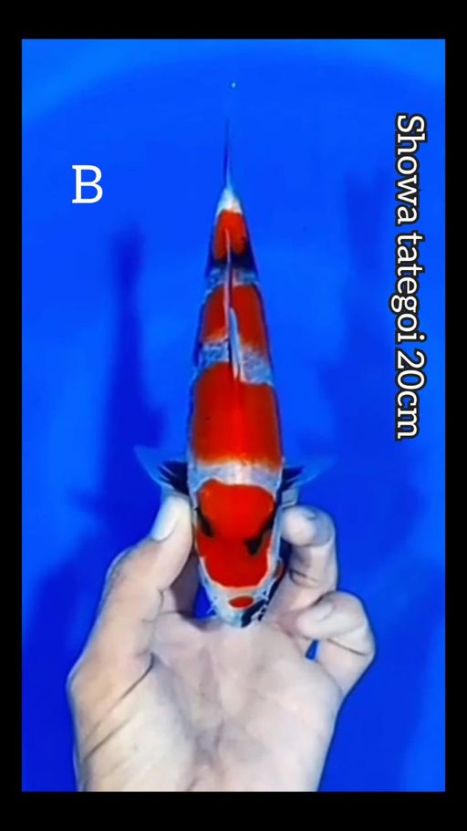 Lelang Koi Online, Jual Beli Ikan Koi, Pusat Jual Beli Koi, Info Lelang Koi Hari Ini, Platform Jual Beli Koi, Jual Beli Ikan Koi Online, Marketplace Ikan Koi, Jual Koi Terbaik, Tempat Beli Koi Berkualitas, Pasar Ikan Koi Online Terpercaya, Penjual Ikan Koi Terpercaya, Beli Koi Hias Online, Ikan Koi untuk Dijual, Koi Kualitas Terbaik, Toko Online Ikan Koi, Koi Hias Untuk Dijual, Jual Beli Ikan Koi Lokal, Koi Indonesia Online, Pusat Jual Beli Koi Terbesar