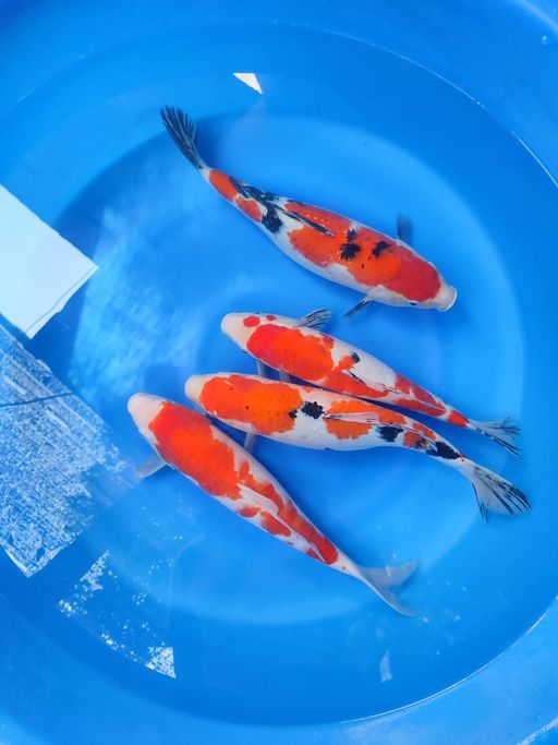 Lelang Koi Online, Jual Beli Ikan Koi, Pusat Jual Beli Koi, Info Lelang Koi Hari Ini, Platform Jual Beli Koi, Jual Beli Ikan Koi Online, Marketplace Ikan Koi, Jual Koi Terbaik, Tempat Beli Koi Berkualitas, Pasar Ikan Koi Online Terpercaya, Penjual Ikan Koi Terpercaya, Beli Koi Hias Online, Ikan Koi untuk Dijual, Koi Kualitas Terbaik, Toko Online Ikan Koi, Koi Hias Untuk Dijual, Jual Beli Ikan Koi Lokal, Koi Indonesia Online, Pusat Jual Beli Koi Terbesar