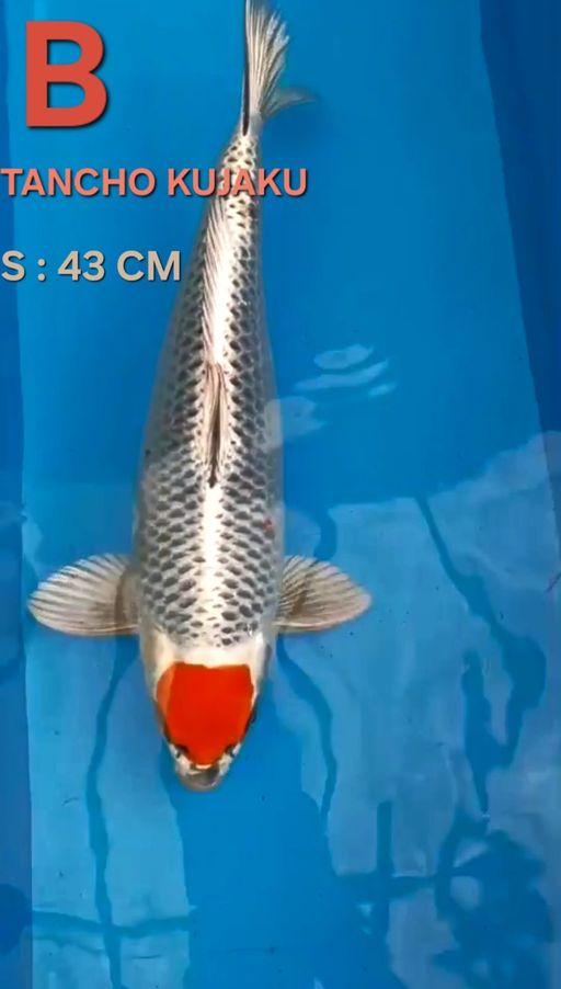 Lelang Koi Online, Jual Beli Ikan Koi, Pusat Jual Beli Koi, Info Lelang Koi Hari Ini, Platform Jual Beli Koi, Jual Beli Ikan Koi Online, Marketplace Ikan Koi, Jual Koi Terbaik, Tempat Beli Koi Berkualitas, Pasar Ikan Koi Online Terpercaya, Penjual Ikan Koi Terpercaya, Beli Koi Hias Online, Ikan Koi untuk Dijual, Koi Kualitas Terbaik, Toko Online Ikan Koi, Koi Hias Untuk Dijual, Jual Beli Ikan Koi Lokal, Koi Indonesia Online, Pusat Jual Beli Koi Terbesar