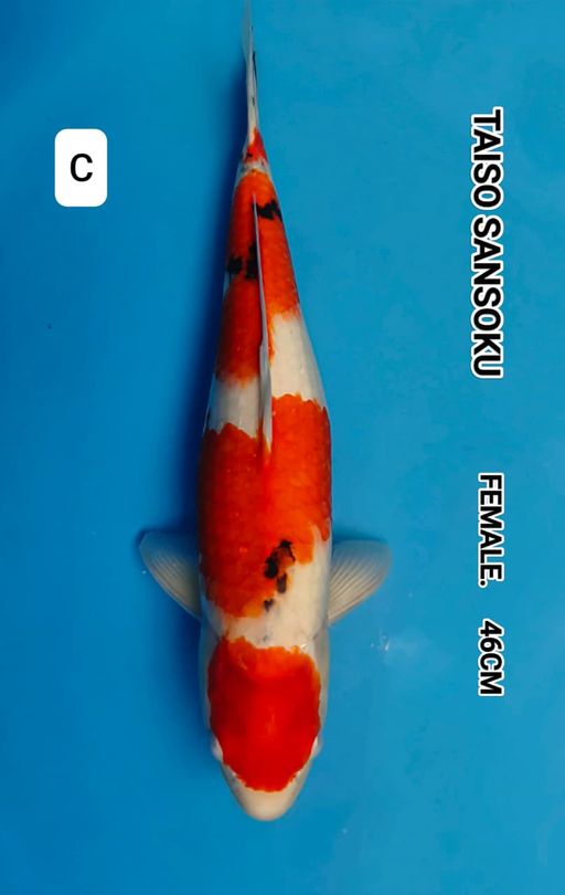 Lelang Koi Online, Jual Beli Ikan Koi, Pusat Jual Beli Koi, Info Lelang Koi Hari Ini, Platform Jual Beli Koi, Jual Beli Ikan Koi Online, Marketplace Ikan Koi, Jual Koi Terbaik, Tempat Beli Koi Berkualitas, Pasar Ikan Koi Online Terpercaya, Penjual Ikan Koi Terpercaya, Beli Koi Hias Online, Ikan Koi untuk Dijual, Koi Kualitas Terbaik, Toko Online Ikan Koi, Koi Hias Untuk Dijual, Jual Beli Ikan Koi Lokal, Koi Indonesia Online, Pusat Jual Beli Koi Terbesar
