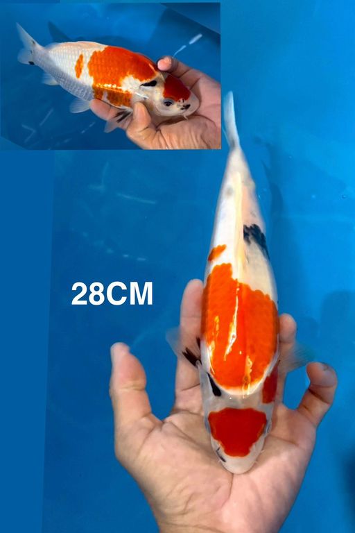 Lelang Koi Online, Jual Beli Ikan Koi, Pusat Jual Beli Koi, Info Lelang Koi Hari Ini, Platform Jual Beli Koi, Jual Beli Ikan Koi Online, Marketplace Ikan Koi, Jual Koi Terbaik, Tempat Beli Koi Berkualitas, Pasar Ikan Koi Online Terpercaya, Penjual Ikan Koi Terpercaya, Beli Koi Hias Online, Ikan Koi untuk Dijual, Koi Kualitas Terbaik, Toko Online Ikan Koi, Koi Hias Untuk Dijual, Jual Beli Ikan Koi Lokal, Koi Indonesia Online, Pusat Jual Beli Koi Terbesar
