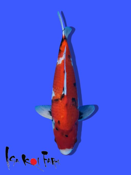 Lelang Koi Online, Jual Beli Ikan Koi, Pusat Jual Beli Koi, Info Lelang Koi Hari Ini, Platform Jual Beli Koi, Jual Beli Ikan Koi Online, Marketplace Ikan Koi, Jual Koi Terbaik, Tempat Beli Koi Berkualitas, Pasar Ikan Koi Online Terpercaya, Penjual Ikan Koi Terpercaya, Beli Koi Hias Online, Ikan Koi untuk Dijual, Koi Kualitas Terbaik, Toko Online Ikan Koi, Koi Hias Untuk Dijual, Jual Beli Ikan Koi Lokal, Koi Indonesia Online, Pusat Jual Beli Koi Terbesar