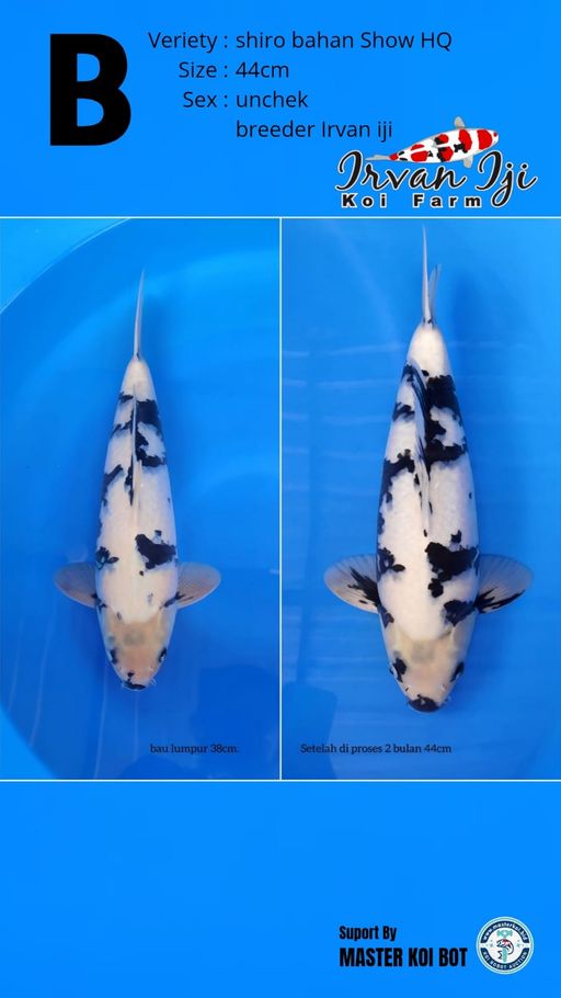Lelang Koi Online, Jual Beli Ikan Koi, Pusat Jual Beli Koi, Info Lelang Koi Hari Ini, Platform Jual Beli Koi, Jual Beli Ikan Koi Online, Marketplace Ikan Koi, Jual Koi Terbaik, Tempat Beli Koi Berkualitas, Pasar Ikan Koi Online Terpercaya, Penjual Ikan Koi Terpercaya, Beli Koi Hias Online, Ikan Koi untuk Dijual, Koi Kualitas Terbaik, Toko Online Ikan Koi, Koi Hias Untuk Dijual, Jual Beli Ikan Koi Lokal, Koi Indonesia Online, Pusat Jual Beli Koi Terbesar