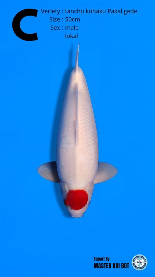 Lelang Koi Online, Jual Beli Ikan Koi, Pusat Jual Beli Koi, Info Lelang Koi Hari Ini, Platform Jual Beli Koi, Jual Beli Ikan Koi Online, Marketplace Ikan Koi, Jual Koi Terbaik, Tempat Beli Koi Berkualitas, Pasar Ikan Koi Online Terpercaya, Penjual Ikan Koi Terpercaya, Beli Koi Hias Online, Ikan Koi untuk Dijual, Koi Kualitas Terbaik, Toko Online Ikan Koi, Koi Hias Untuk Dijual, Jual Beli Ikan Koi Lokal, Koi Indonesia Online, Pusat Jual Beli Koi Terbesar