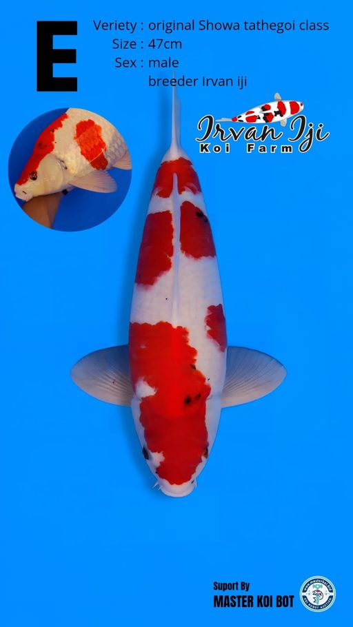 Lelang Koi Online, Jual Beli Ikan Koi, Pusat Jual Beli Koi, Info Lelang Koi Hari Ini, Platform Jual Beli Koi, Jual Beli Ikan Koi Online, Marketplace Ikan Koi, Jual Koi Terbaik, Tempat Beli Koi Berkualitas, Pasar Ikan Koi Online Terpercaya, Penjual Ikan Koi Terpercaya, Beli Koi Hias Online, Ikan Koi untuk Dijual, Koi Kualitas Terbaik, Toko Online Ikan Koi, Koi Hias Untuk Dijual, Jual Beli Ikan Koi Lokal, Koi Indonesia Online, Pusat Jual Beli Koi Terbesar