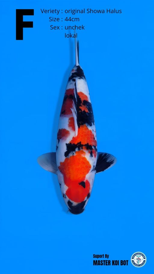 Lelang Koi Online, Jual Beli Ikan Koi, Pusat Jual Beli Koi, Info Lelang Koi Hari Ini, Platform Jual Beli Koi, Jual Beli Ikan Koi Online, Marketplace Ikan Koi, Jual Koi Terbaik, Tempat Beli Koi Berkualitas, Pasar Ikan Koi Online Terpercaya, Penjual Ikan Koi Terpercaya, Beli Koi Hias Online, Ikan Koi untuk Dijual, Koi Kualitas Terbaik, Toko Online Ikan Koi, Koi Hias Untuk Dijual, Jual Beli Ikan Koi Lokal, Koi Indonesia Online, Pusat Jual Beli Koi Terbesar