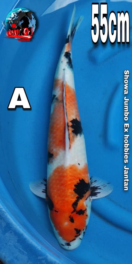 Lelang Koi Online, Jual Beli Ikan Koi, Pusat Jual Beli Koi, Info Lelang Koi Hari Ini, Platform Jual Beli Koi, Jual Beli Ikan Koi Online, Marketplace Ikan Koi, Jual Koi Terbaik, Tempat Beli Koi Berkualitas, Pasar Ikan Koi Online Terpercaya, Penjual Ikan Koi Terpercaya, Beli Koi Hias Online, Ikan Koi untuk Dijual, Koi Kualitas Terbaik, Toko Online Ikan Koi, Koi Hias Untuk Dijual, Jual Beli Ikan Koi Lokal, Koi Indonesia Online, Pusat Jual Beli Koi Terbesar