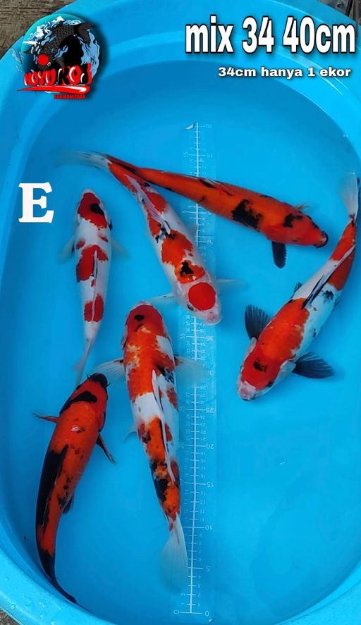 Lelang Koi Online, Jual Beli Ikan Koi, Pusat Jual Beli Koi, Info Lelang Koi Hari Ini, Platform Jual Beli Koi, Jual Beli Ikan Koi Online, Marketplace Ikan Koi, Jual Koi Terbaik, Tempat Beli Koi Berkualitas, Pasar Ikan Koi Online Terpercaya, Penjual Ikan Koi Terpercaya, Beli Koi Hias Online, Ikan Koi untuk Dijual, Koi Kualitas Terbaik, Toko Online Ikan Koi, Koi Hias Untuk Dijual, Jual Beli Ikan Koi Lokal, Koi Indonesia Online, Pusat Jual Beli Koi Terbesar