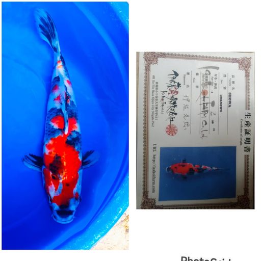 Lelang Koi Online, Jual Beli Ikan Koi, Pusat Jual Beli Koi, Info Lelang Koi Hari Ini, Platform Jual Beli Koi, Jual Beli Ikan Koi Online, Marketplace Ikan Koi, Jual Koi Terbaik, Tempat Beli Koi Berkualitas, Pasar Ikan Koi Online Terpercaya, Penjual Ikan Koi Terpercaya, Beli Koi Hias Online, Ikan Koi untuk Dijual, Koi Kualitas Terbaik, Toko Online Ikan Koi, Koi Hias Untuk Dijual, Jual Beli Ikan Koi Lokal, Koi Indonesia Online, Pusat Jual Beli Koi Terbesar