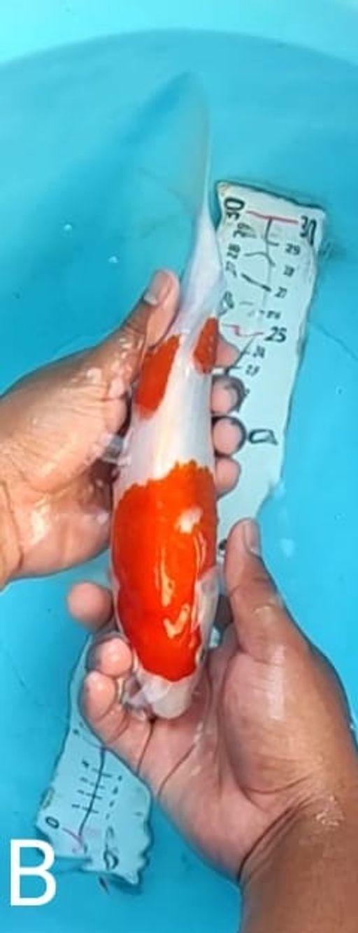 Lelang Koi Online, Jual Beli Ikan Koi, Pusat Jual Beli Koi, Info Lelang Koi Hari Ini, Platform Jual Beli Koi, Jual Beli Ikan Koi Online, Marketplace Ikan Koi, Jual Koi Terbaik, Tempat Beli Koi Berkualitas, Pasar Ikan Koi Online Terpercaya, Penjual Ikan Koi Terpercaya, Beli Koi Hias Online, Ikan Koi untuk Dijual, Koi Kualitas Terbaik, Toko Online Ikan Koi, Koi Hias Untuk Dijual, Jual Beli Ikan Koi Lokal, Koi Indonesia Online, Pusat Jual Beli Koi Terbesar