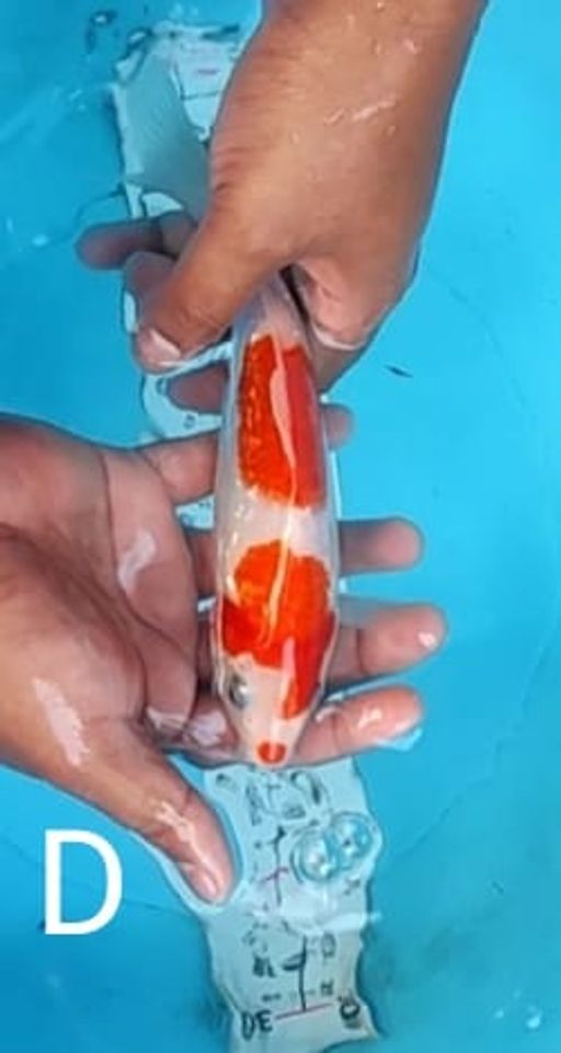 Lelang Koi Online, Jual Beli Ikan Koi, Pusat Jual Beli Koi, Info Lelang Koi Hari Ini, Platform Jual Beli Koi, Jual Beli Ikan Koi Online, Marketplace Ikan Koi, Jual Koi Terbaik, Tempat Beli Koi Berkualitas, Pasar Ikan Koi Online Terpercaya, Penjual Ikan Koi Terpercaya, Beli Koi Hias Online, Ikan Koi untuk Dijual, Koi Kualitas Terbaik, Toko Online Ikan Koi, Koi Hias Untuk Dijual, Jual Beli Ikan Koi Lokal, Koi Indonesia Online, Pusat Jual Beli Koi Terbesar