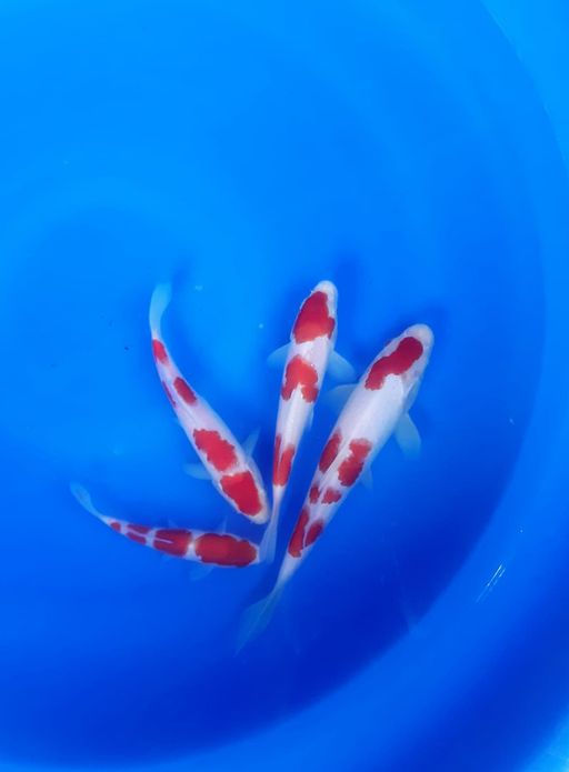 Lelang Koi Online, Jual Beli Ikan Koi, Pusat Jual Beli Koi, Info Lelang Koi Hari Ini, Platform Jual Beli Koi, Jual Beli Ikan Koi Online, Marketplace Ikan Koi, Jual Koi Terbaik, Tempat Beli Koi Berkualitas, Pasar Ikan Koi Online Terpercaya, Penjual Ikan Koi Terpercaya, Beli Koi Hias Online, Ikan Koi untuk Dijual, Koi Kualitas Terbaik, Toko Online Ikan Koi, Koi Hias Untuk Dijual, Jual Beli Ikan Koi Lokal, Koi Indonesia Online, Pusat Jual Beli Koi Terbesar
