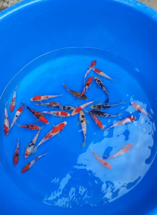 Lelang Koi Online, Jual Beli Ikan Koi, Pusat Jual Beli Koi, Info Lelang Koi Hari Ini, Platform Jual Beli Koi, Jual Beli Ikan Koi Online, Marketplace Ikan Koi, Jual Koi Terbaik, Tempat Beli Koi Berkualitas, Pasar Ikan Koi Online Terpercaya, Penjual Ikan Koi Terpercaya, Beli Koi Hias Online, Ikan Koi untuk Dijual, Koi Kualitas Terbaik, Toko Online Ikan Koi, Koi Hias Untuk Dijual, Jual Beli Ikan Koi Lokal, Koi Indonesia Online, Pusat Jual Beli Koi Terbesar