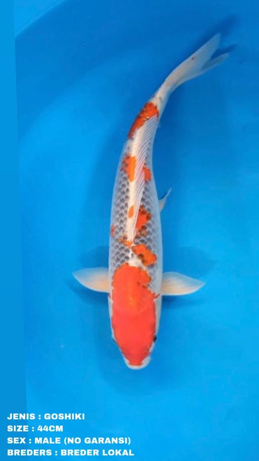 Lelang Koi Online, Jual Beli Ikan Koi, Pusat Jual Beli Koi, Info Lelang Koi Hari Ini, Platform Jual Beli Koi, Jual Beli Ikan Koi Online, Marketplace Ikan Koi, Jual Koi Terbaik, Tempat Beli Koi Berkualitas, Pasar Ikan Koi Online Terpercaya, Penjual Ikan Koi Terpercaya, Beli Koi Hias Online, Ikan Koi untuk Dijual, Koi Kualitas Terbaik, Toko Online Ikan Koi, Koi Hias Untuk Dijual, Jual Beli Ikan Koi Lokal, Koi Indonesia Online, Pusat Jual Beli Koi Terbesar