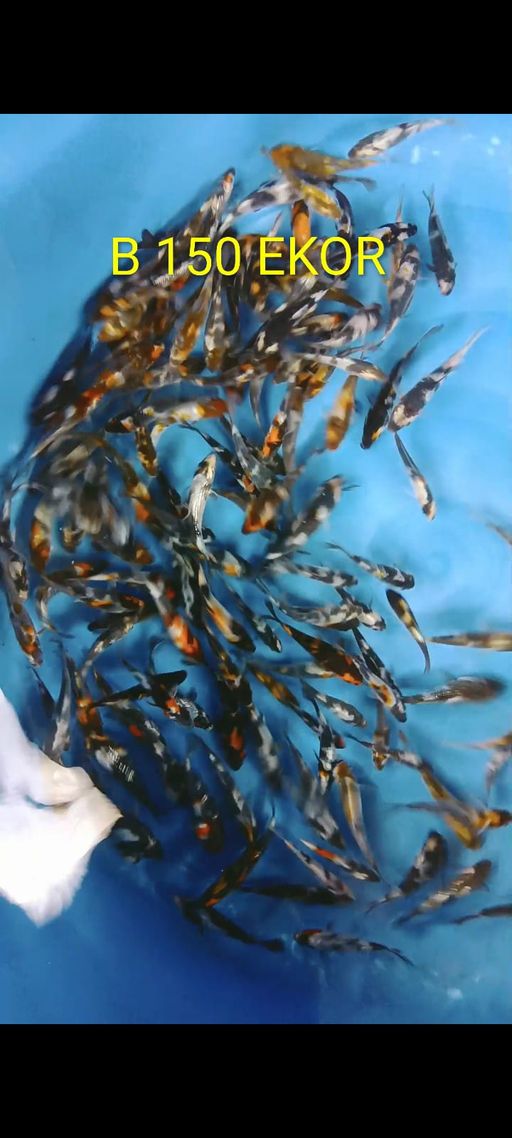 Lelang Koi Online, Jual Beli Ikan Koi, Pusat Jual Beli Koi, Info Lelang Koi Hari Ini, Platform Jual Beli Koi, Jual Beli Ikan Koi Online, Marketplace Ikan Koi, Jual Koi Terbaik, Tempat Beli Koi Berkualitas, Pasar Ikan Koi Online Terpercaya, Penjual Ikan Koi Terpercaya, Beli Koi Hias Online, Ikan Koi untuk Dijual, Koi Kualitas Terbaik, Toko Online Ikan Koi, Koi Hias Untuk Dijual, Jual Beli Ikan Koi Lokal, Koi Indonesia Online, Pusat Jual Beli Koi Terbesar