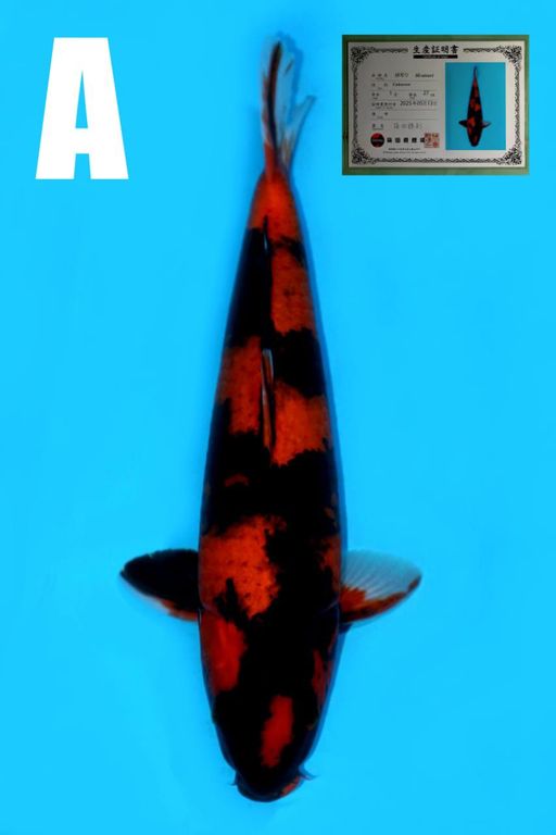 Lelang Koi Online, Jual Beli Ikan Koi, Pusat Jual Beli Koi, Info Lelang Koi Hari Ini, Platform Jual Beli Koi, Jual Beli Ikan Koi Online, Marketplace Ikan Koi, Jual Koi Terbaik, Tempat Beli Koi Berkualitas, Pasar Ikan Koi Online Terpercaya, Penjual Ikan Koi Terpercaya, Beli Koi Hias Online, Ikan Koi untuk Dijual, Koi Kualitas Terbaik, Toko Online Ikan Koi, Koi Hias Untuk Dijual, Jual Beli Ikan Koi Lokal, Koi Indonesia Online, Pusat Jual Beli Koi Terbesar