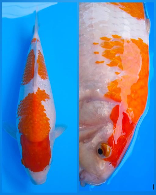 Lelang Koi Online, Jual Beli Ikan Koi, Pusat Jual Beli Koi, Info Lelang Koi Hari Ini, Platform Jual Beli Koi, Jual Beli Ikan Koi Online, Marketplace Ikan Koi, Jual Koi Terbaik, Tempat Beli Koi Berkualitas, Pasar Ikan Koi Online Terpercaya, Penjual Ikan Koi Terpercaya, Beli Koi Hias Online, Ikan Koi untuk Dijual, Koi Kualitas Terbaik, Toko Online Ikan Koi, Koi Hias Untuk Dijual, Jual Beli Ikan Koi Lokal, Koi Indonesia Online, Pusat Jual Beli Koi Terbesar