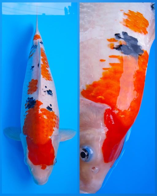 Lelang Koi Online, Jual Beli Ikan Koi, Pusat Jual Beli Koi, Info Lelang Koi Hari Ini, Platform Jual Beli Koi, Jual Beli Ikan Koi Online, Marketplace Ikan Koi, Jual Koi Terbaik, Tempat Beli Koi Berkualitas, Pasar Ikan Koi Online Terpercaya, Penjual Ikan Koi Terpercaya, Beli Koi Hias Online, Ikan Koi untuk Dijual, Koi Kualitas Terbaik, Toko Online Ikan Koi, Koi Hias Untuk Dijual, Jual Beli Ikan Koi Lokal, Koi Indonesia Online, Pusat Jual Beli Koi Terbesar