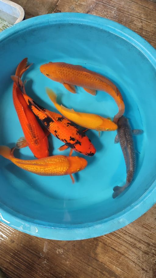 Lelang Koi Online, Jual Beli Ikan Koi, Pusat Jual Beli Koi, Info Lelang Koi Hari Ini, Platform Jual Beli Koi, Jual Beli Ikan Koi Online, Marketplace Ikan Koi, Jual Koi Terbaik, Tempat Beli Koi Berkualitas, Pasar Ikan Koi Online Terpercaya, Penjual Ikan Koi Terpercaya, Beli Koi Hias Online, Ikan Koi untuk Dijual, Koi Kualitas Terbaik, Toko Online Ikan Koi, Koi Hias Untuk Dijual, Jual Beli Ikan Koi Lokal, Koi Indonesia Online, Pusat Jual Beli Koi Terbesar