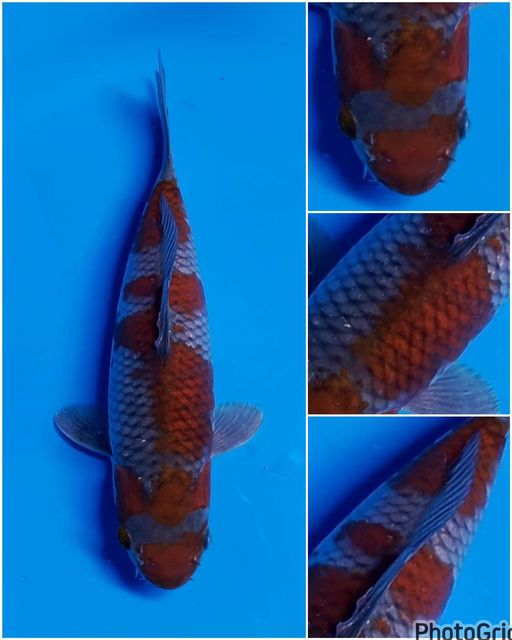 Lelang Koi Online, Jual Beli Ikan Koi, Pusat Jual Beli Koi, Info Lelang Koi Hari Ini, Platform Jual Beli Koi, Jual Beli Ikan Koi Online, Marketplace Ikan Koi, Jual Koi Terbaik, Tempat Beli Koi Berkualitas, Pasar Ikan Koi Online Terpercaya, Penjual Ikan Koi Terpercaya, Beli Koi Hias Online, Ikan Koi untuk Dijual, Koi Kualitas Terbaik, Toko Online Ikan Koi, Koi Hias Untuk Dijual, Jual Beli Ikan Koi Lokal, Koi Indonesia Online, Pusat Jual Beli Koi Terbesar