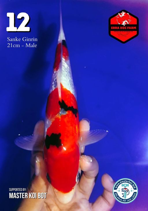 Lelang Koi Online, Jual Beli Ikan Koi, Pusat Jual Beli Koi, Info Lelang Koi Hari Ini, Platform Jual Beli Koi, Jual Beli Ikan Koi Online, Marketplace Ikan Koi, Jual Koi Terbaik, Tempat Beli Koi Berkualitas, Pasar Ikan Koi Online Terpercaya, Penjual Ikan Koi Terpercaya, Beli Koi Hias Online, Ikan Koi untuk Dijual, Koi Kualitas Terbaik, Toko Online Ikan Koi, Koi Hias Untuk Dijual, Jual Beli Ikan Koi Lokal, Koi Indonesia Online, Pusat Jual Beli Koi Terbesar