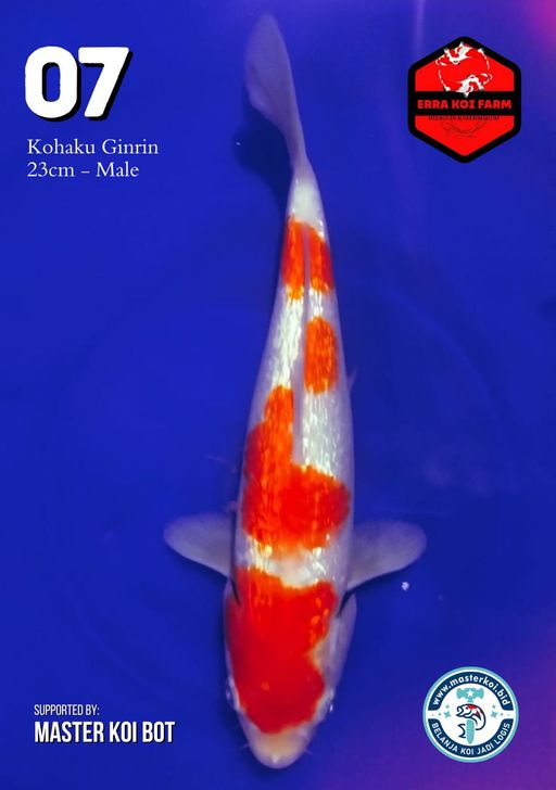 Lelang Koi Online, Jual Beli Ikan Koi, Pusat Jual Beli Koi, Info Lelang Koi Hari Ini, Platform Jual Beli Koi, Jual Beli Ikan Koi Online, Marketplace Ikan Koi, Jual Koi Terbaik, Tempat Beli Koi Berkualitas, Pasar Ikan Koi Online Terpercaya, Penjual Ikan Koi Terpercaya, Beli Koi Hias Online, Ikan Koi untuk Dijual, Koi Kualitas Terbaik, Toko Online Ikan Koi, Koi Hias Untuk Dijual, Jual Beli Ikan Koi Lokal, Koi Indonesia Online, Pusat Jual Beli Koi Terbesar