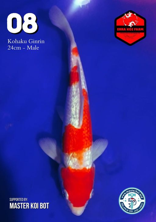 Lelang Koi Online, Jual Beli Ikan Koi, Pusat Jual Beli Koi, Info Lelang Koi Hari Ini, Platform Jual Beli Koi, Jual Beli Ikan Koi Online, Marketplace Ikan Koi, Jual Koi Terbaik, Tempat Beli Koi Berkualitas, Pasar Ikan Koi Online Terpercaya, Penjual Ikan Koi Terpercaya, Beli Koi Hias Online, Ikan Koi untuk Dijual, Koi Kualitas Terbaik, Toko Online Ikan Koi, Koi Hias Untuk Dijual, Jual Beli Ikan Koi Lokal, Koi Indonesia Online, Pusat Jual Beli Koi Terbesar