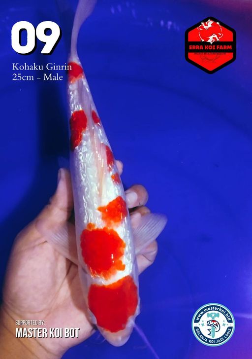 Lelang Koi Online, Jual Beli Ikan Koi, Pusat Jual Beli Koi, Info Lelang Koi Hari Ini, Platform Jual Beli Koi, Jual Beli Ikan Koi Online, Marketplace Ikan Koi, Jual Koi Terbaik, Tempat Beli Koi Berkualitas, Pasar Ikan Koi Online Terpercaya, Penjual Ikan Koi Terpercaya, Beli Koi Hias Online, Ikan Koi untuk Dijual, Koi Kualitas Terbaik, Toko Online Ikan Koi, Koi Hias Untuk Dijual, Jual Beli Ikan Koi Lokal, Koi Indonesia Online, Pusat Jual Beli Koi Terbesar