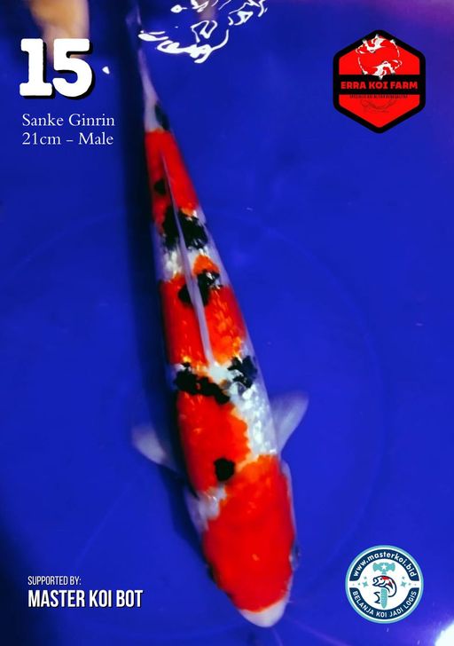 Lelang Koi Online, Jual Beli Ikan Koi, Pusat Jual Beli Koi, Info Lelang Koi Hari Ini, Platform Jual Beli Koi, Jual Beli Ikan Koi Online, Marketplace Ikan Koi, Jual Koi Terbaik, Tempat Beli Koi Berkualitas, Pasar Ikan Koi Online Terpercaya, Penjual Ikan Koi Terpercaya, Beli Koi Hias Online, Ikan Koi untuk Dijual, Koi Kualitas Terbaik, Toko Online Ikan Koi, Koi Hias Untuk Dijual, Jual Beli Ikan Koi Lokal, Koi Indonesia Online, Pusat Jual Beli Koi Terbesar