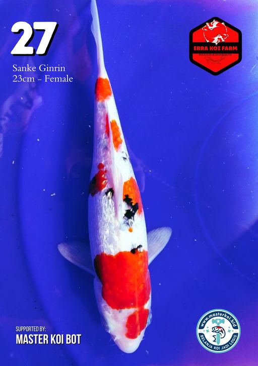 Lelang Koi Online, Jual Beli Ikan Koi, Pusat Jual Beli Koi, Info Lelang Koi Hari Ini, Platform Jual Beli Koi, Jual Beli Ikan Koi Online, Marketplace Ikan Koi, Jual Koi Terbaik, Tempat Beli Koi Berkualitas, Pasar Ikan Koi Online Terpercaya, Penjual Ikan Koi Terpercaya, Beli Koi Hias Online, Ikan Koi untuk Dijual, Koi Kualitas Terbaik, Toko Online Ikan Koi, Koi Hias Untuk Dijual, Jual Beli Ikan Koi Lokal, Koi Indonesia Online, Pusat Jual Beli Koi Terbesar