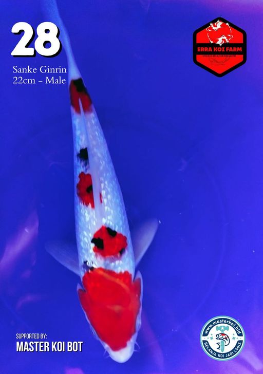 Lelang Koi Online, Jual Beli Ikan Koi, Pusat Jual Beli Koi, Info Lelang Koi Hari Ini, Platform Jual Beli Koi, Jual Beli Ikan Koi Online, Marketplace Ikan Koi, Jual Koi Terbaik, Tempat Beli Koi Berkualitas, Pasar Ikan Koi Online Terpercaya, Penjual Ikan Koi Terpercaya, Beli Koi Hias Online, Ikan Koi untuk Dijual, Koi Kualitas Terbaik, Toko Online Ikan Koi, Koi Hias Untuk Dijual, Jual Beli Ikan Koi Lokal, Koi Indonesia Online, Pusat Jual Beli Koi Terbesar