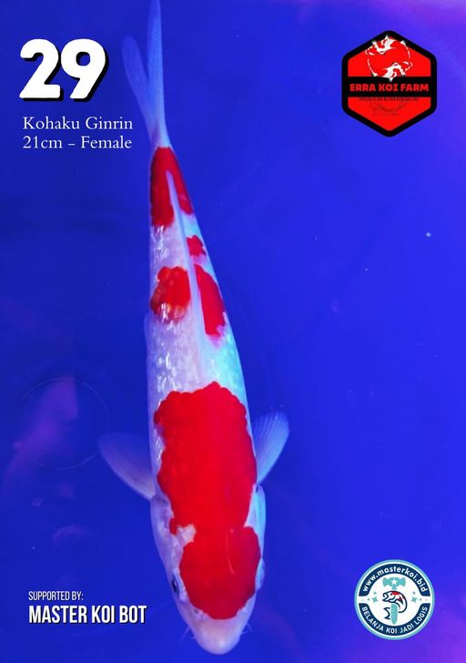 Lelang Koi Online, Jual Beli Ikan Koi, Pusat Jual Beli Koi, Info Lelang Koi Hari Ini, Platform Jual Beli Koi, Jual Beli Ikan Koi Online, Marketplace Ikan Koi, Jual Koi Terbaik, Tempat Beli Koi Berkualitas, Pasar Ikan Koi Online Terpercaya, Penjual Ikan Koi Terpercaya, Beli Koi Hias Online, Ikan Koi untuk Dijual, Koi Kualitas Terbaik, Toko Online Ikan Koi, Koi Hias Untuk Dijual, Jual Beli Ikan Koi Lokal, Koi Indonesia Online, Pusat Jual Beli Koi Terbesar